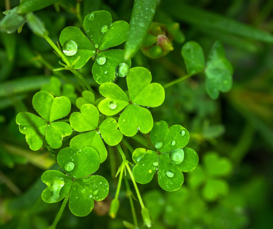 The History and Symbolism of St. Patrick's Day Clovers